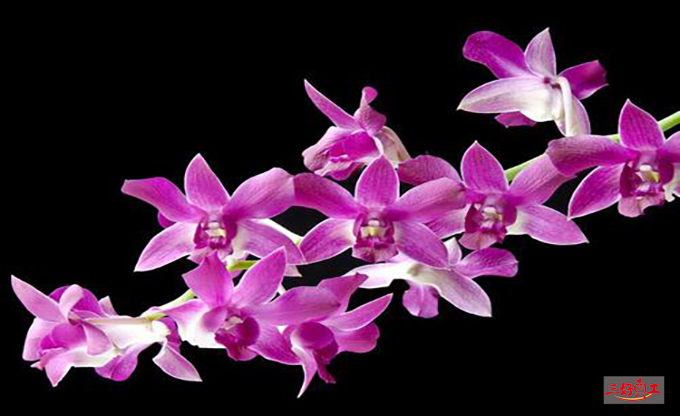 父親節應該送給父親什么花?