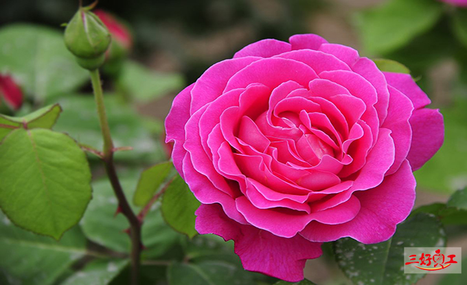 父親節應該送給父親什么花?