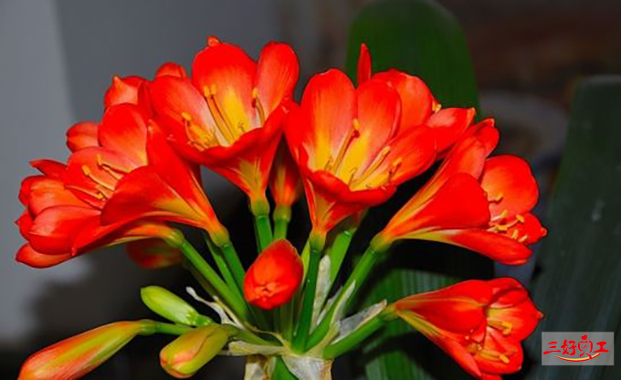 父親節應該送給父親什么花?